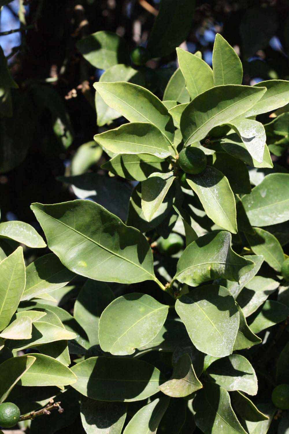              Sun leaves (Riverside, CA)       